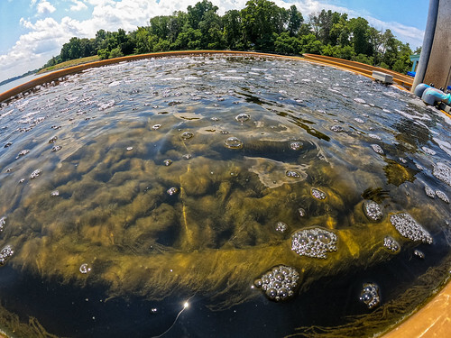 Maryland oysters a restoration success